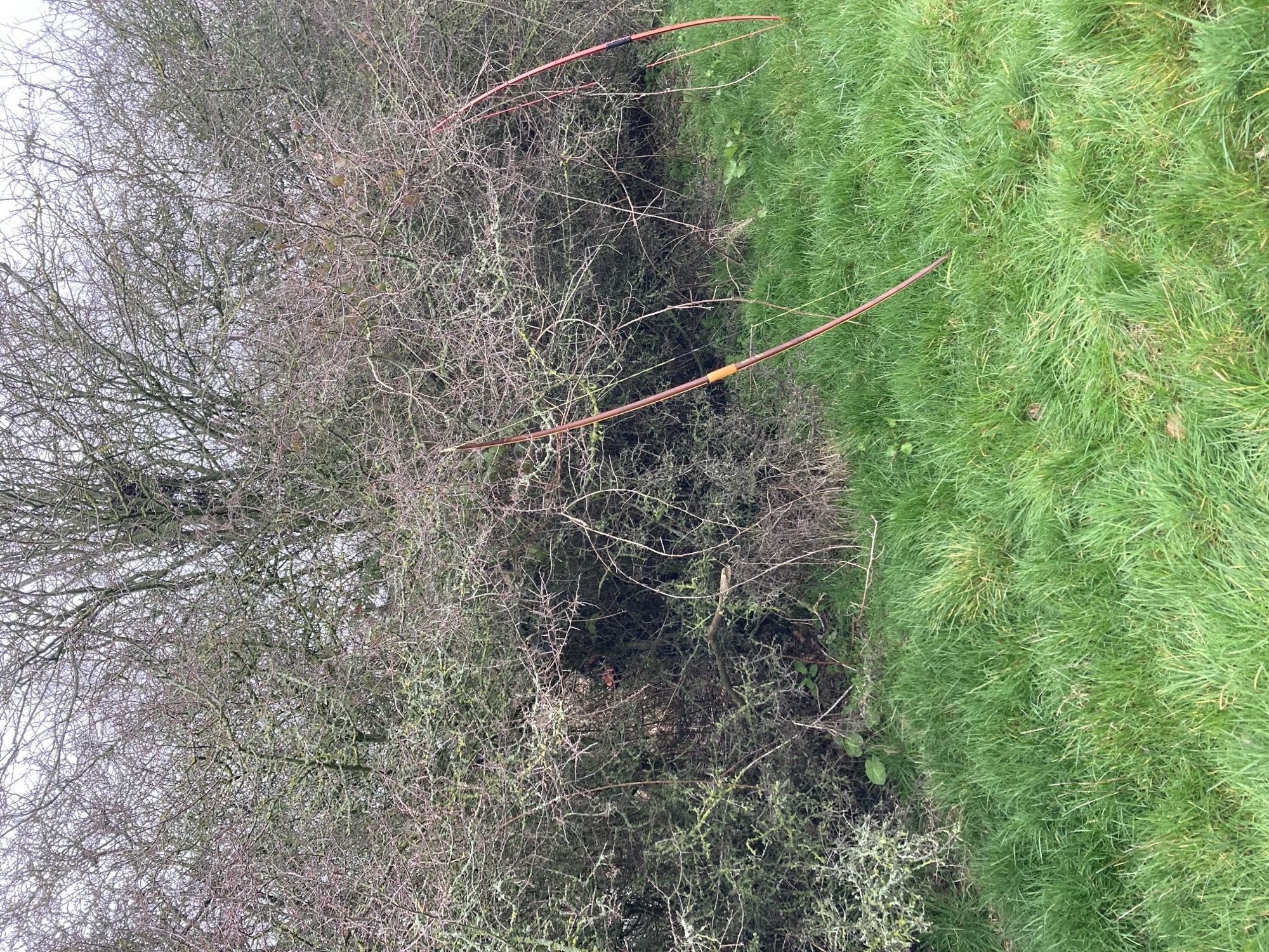 Longbow archery at the club